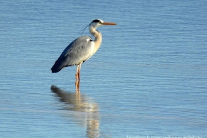 Garza real, Ardea Cinerea. Grey heron.